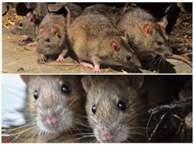к чему снится мышь которая укусила за ногу. Смотреть фото к чему снится мышь которая укусила за ногу. Смотреть картинку к чему снится мышь которая укусила за ногу. Картинка про к чему снится мышь которая укусила за ногу. Фото к чему снится мышь которая укусила за ногу